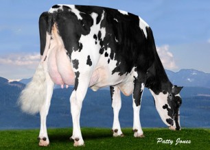 Larcrest Chevelle rear