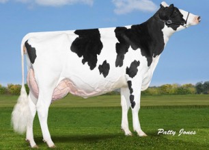 O CONNORS SNOWMAN BERMUDA