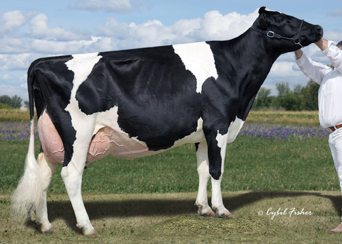 LYLEHVAEN LILA Z EX 94 18*